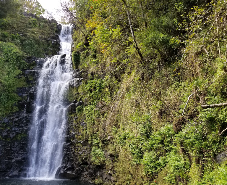 Botanical-World-Adventures-waterfall-cascading-down-rocky-cliffside-forest