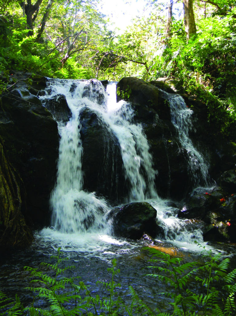 Botanical-World-Adventures-waterfall-flowing-through-lush-green-forest-1
