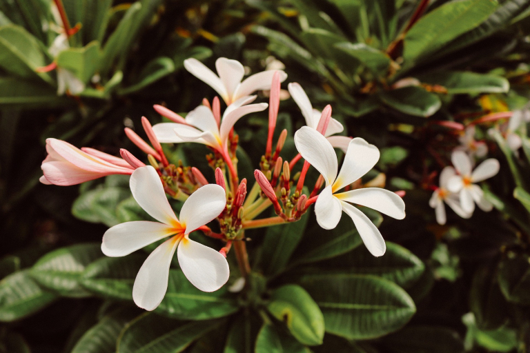 Botanical-World-Adventures-white-and-pink-flowers-with-green-leaves