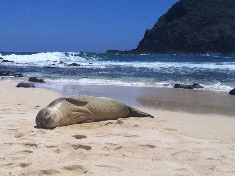 mokulua-islands-guided-kayak-snorkel-adventure-hawaiian-monk-seal