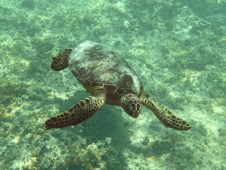 mokulua-islands-guided-kayak-snorkel-adventure-turtle