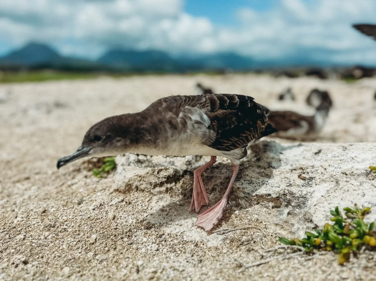 mokulua-islands-guided-kayak-snorkel-adventure-wedge-tailed-shearwater