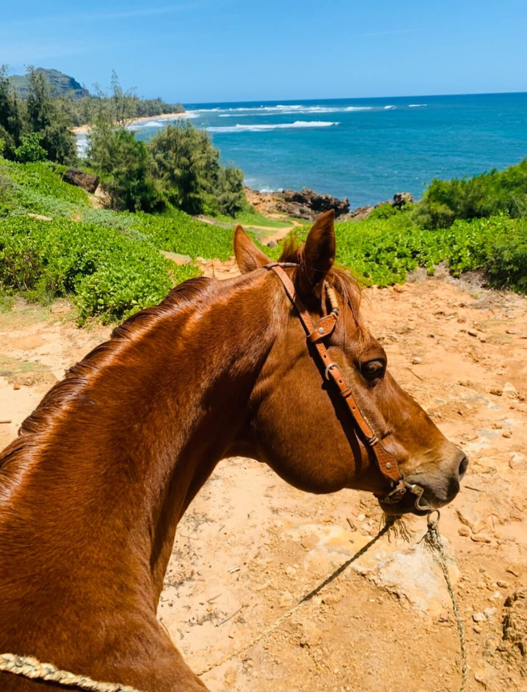 CJM-Country-Stables-Mahaulepu-Ocean-Mountain-And-Valley-Horseback-Adventure-Horse