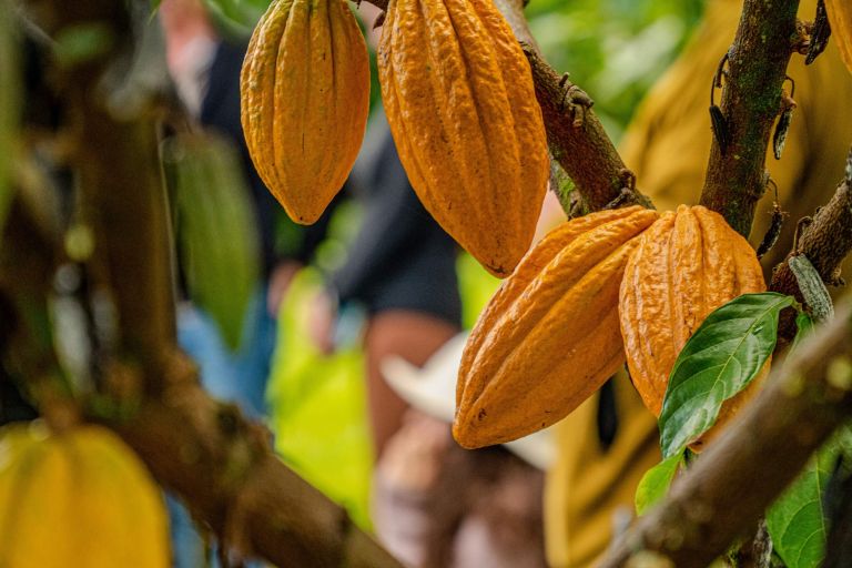 honolii-orchards-premier-farm-tour-bar-chocolate-tasting-experience-beautiful-cacao