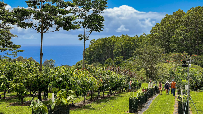 honolii-orchards-premier-farm-tour-bar-chocolate-tasting-experience-cacao-farm