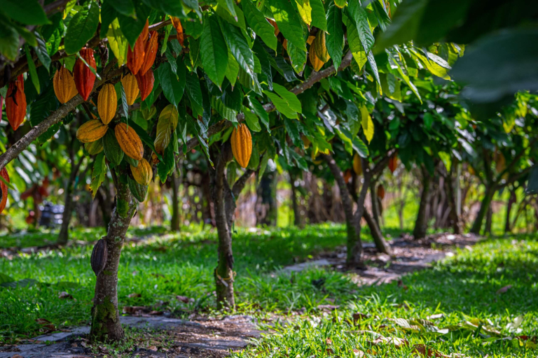 honolii-orchards-premier-farm-tour-bar-chocolate-tasting-experience-cacao-trees-header
