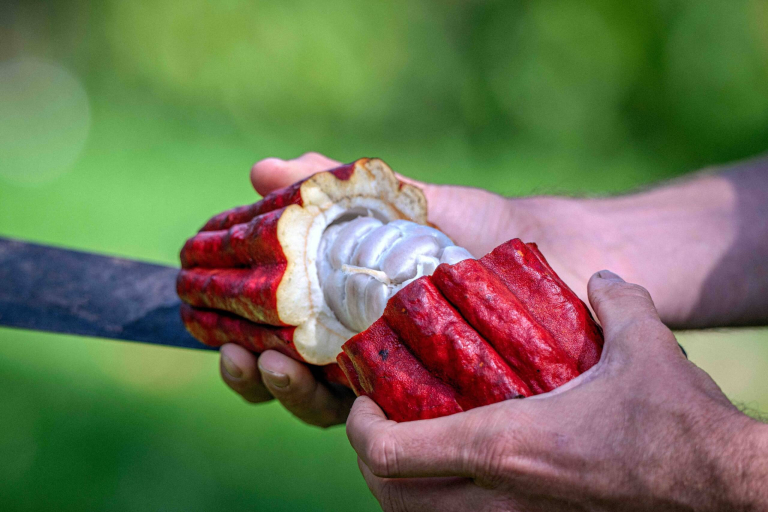honolii-orchards-premier-farm-tour-bar-chocolate-tasting-experience-open-pod-with-hands-and-machete