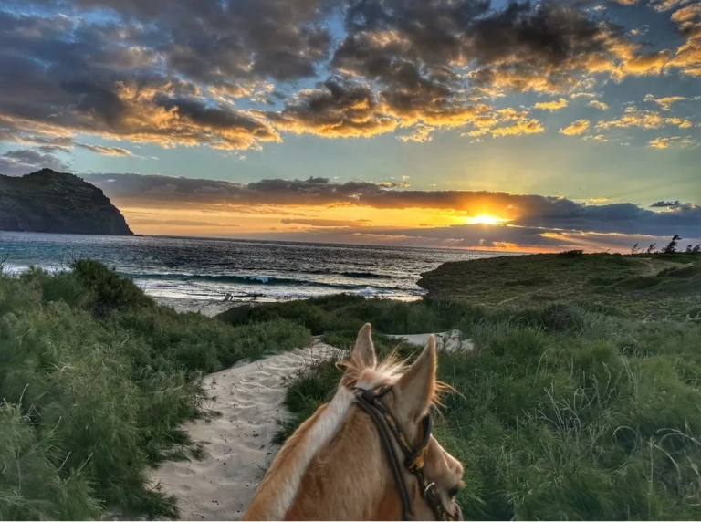 CJM Country Stables Kauai Sunrise Private Custom Excursion - Horse