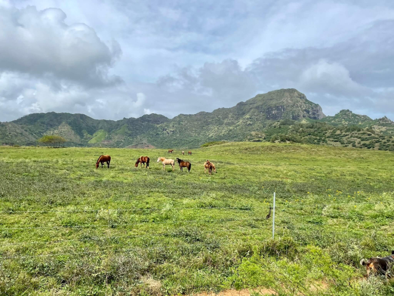 cjm-country-stables-private-kauai-horseback-rides-green-farm