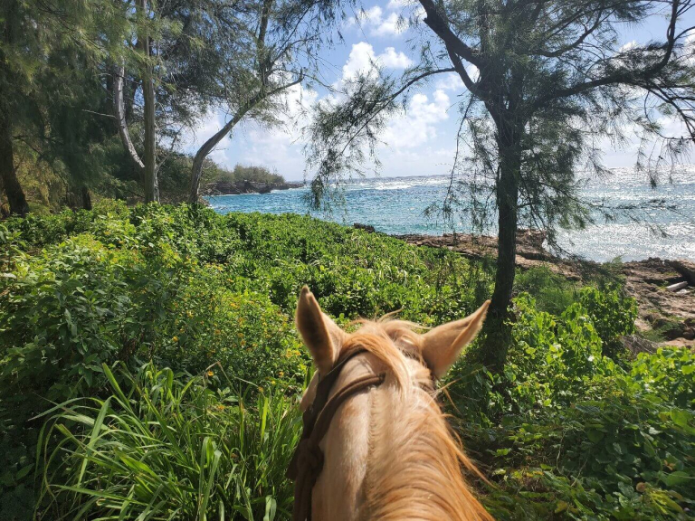 cjm-country-stables-private-kauai-horseback-rides-horse