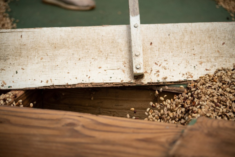 Heavenly Hawaiian - sorting coffee beans with wooden tool (1)