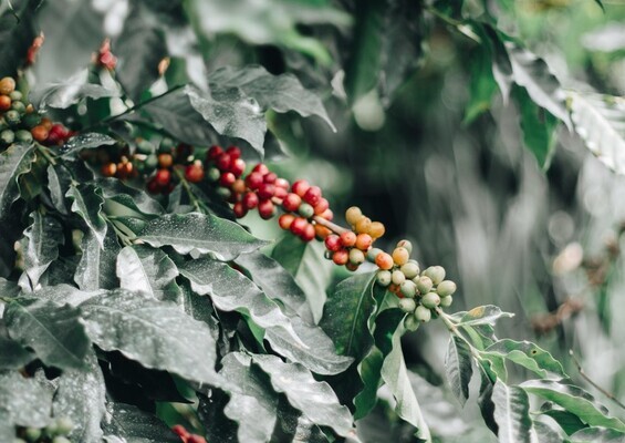 Heavenly_Hawaiia_Coffee_Tour_Slider1-Coffee Farm