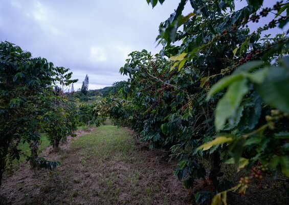 Heavenly_Hawaiia_Coffee_Tour_Slider2-Coffee Farm