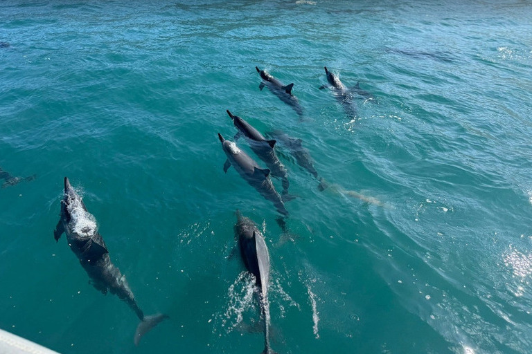 Kauai_Sea_Tours_Raft_Adventure_Na_Pali_Half_Day_Snorkel_Feature_