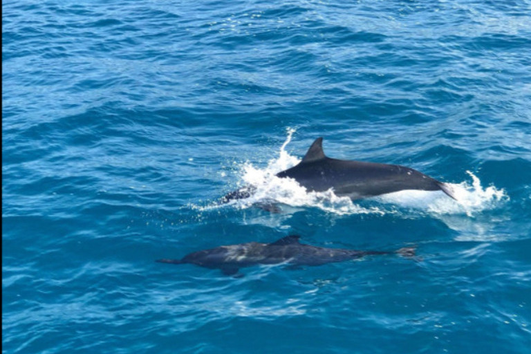 Kauai_Sea_Tours_Raft_Adventure_Na_Pali_Half_Day_Snorkel_Feature_5