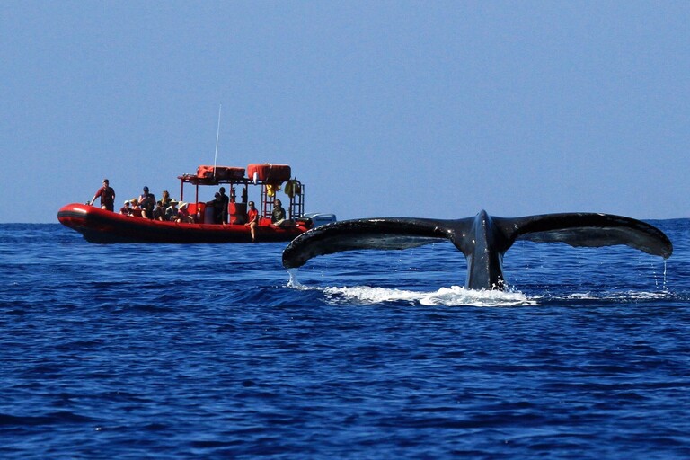 Redline_Rafting_Whale_Watch_Feature_1