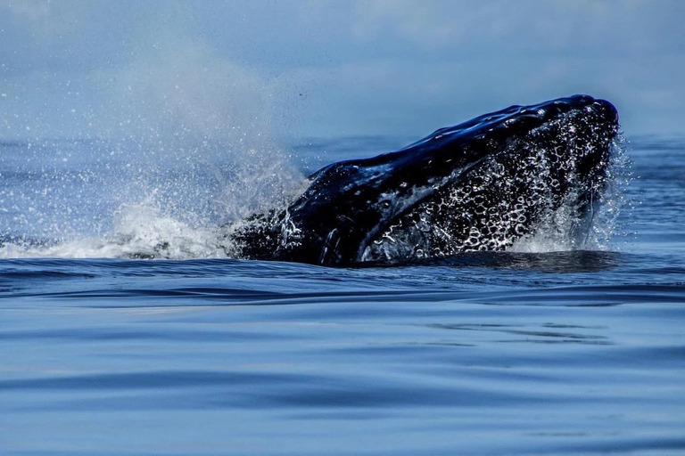 Redline_Rafting_Whale_Watch_Feature_2