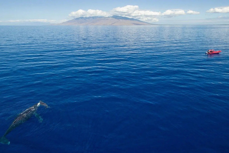 Redline_Rafting_Whale_Watch_Feature_3