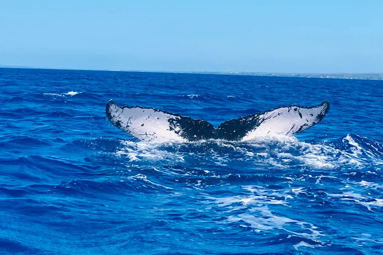 Redline_Rafting_Whale_Watch_Feature_6