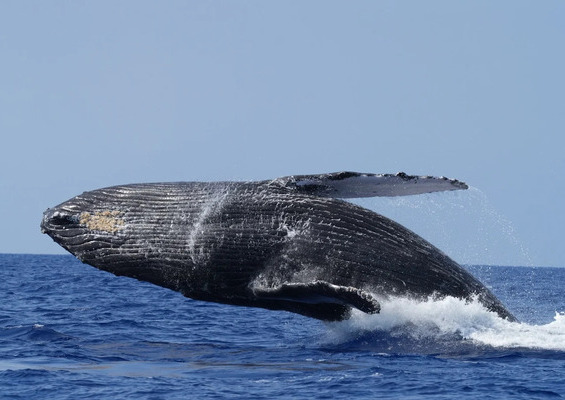 Redline_Rafting_Whale_Watch_Slider_1