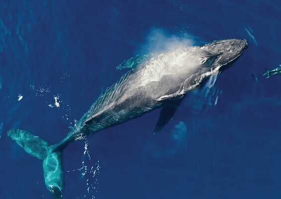 Redline_Rafting_Whale_Watch_Slider_2