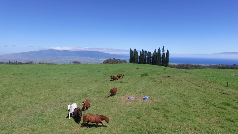 maui-sunriders-bike-co-haleakala-guided-downhill-bike-horse-on-field