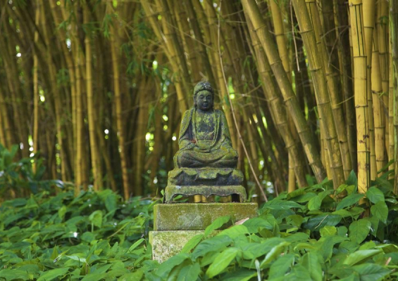 buddha statue surrounded by bamboo forest