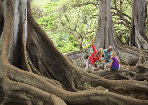 family enjoying the view of the big trees
