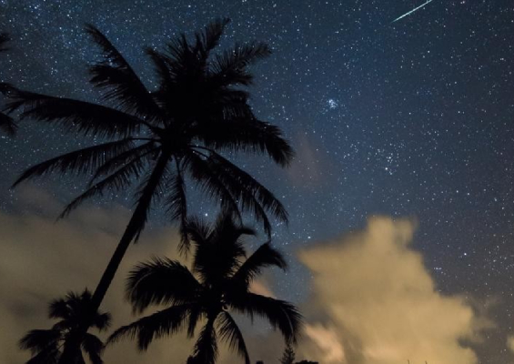 palm trees silhouetted against starry night sky
