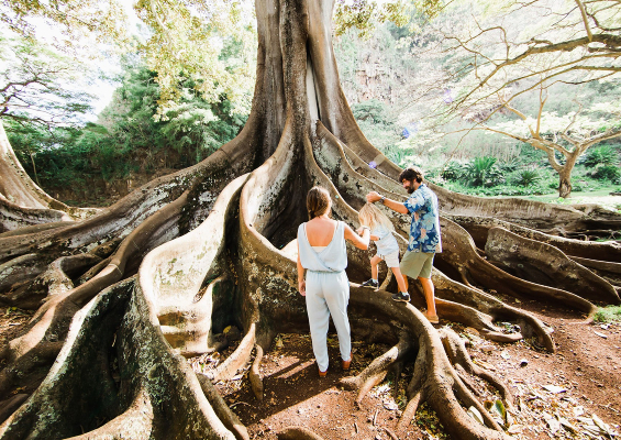 people exploring large tree with roots