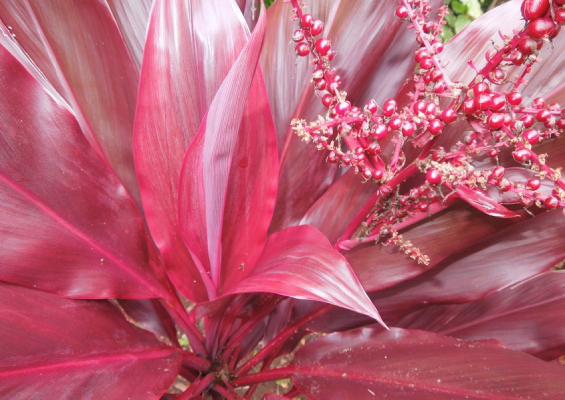 vibrant red ti plant with berries