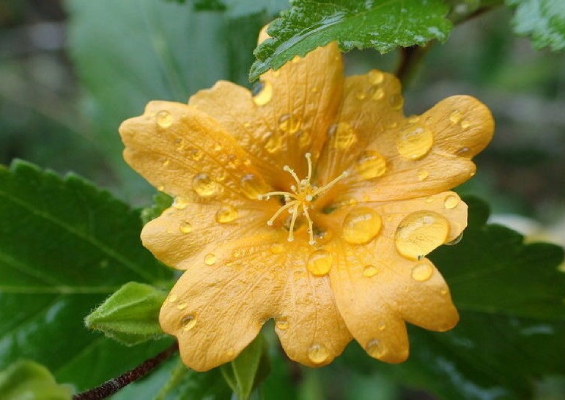 yellow flower with raindrops on petals