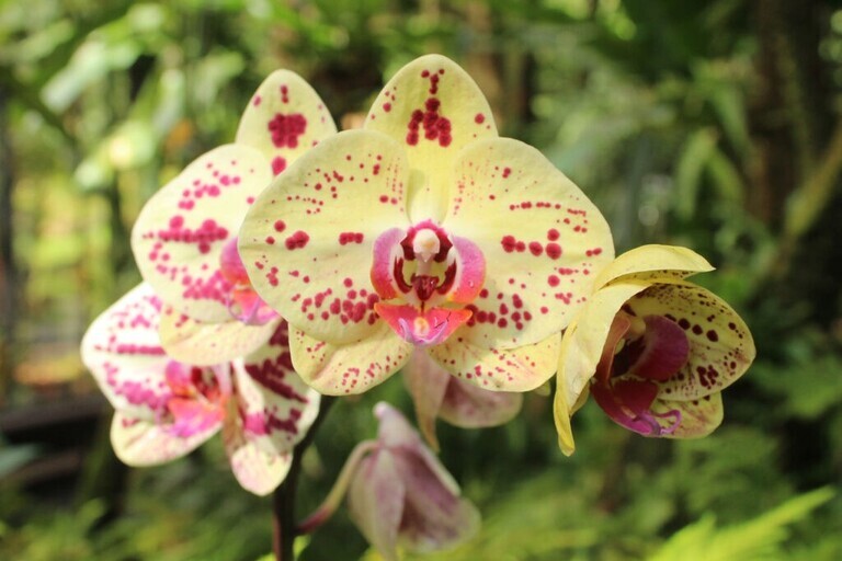 Hawaii_Tropical_Botanical_Garden_Guided_Tour_Feature_slide_2.1