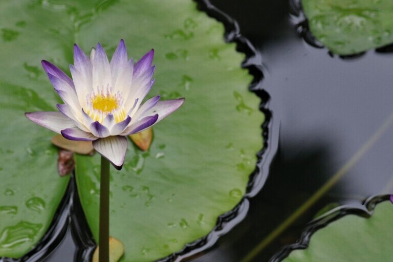Hawaii_Tropical_Botanical_Garden_Guided_Tour_Feature_slide_2.2