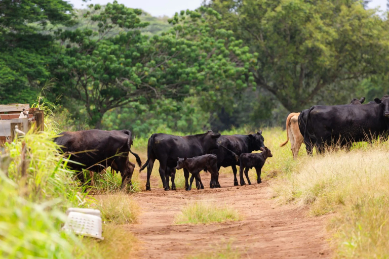 Kilohana Crater Expeditions Historic Plantation Land Off Road Experience