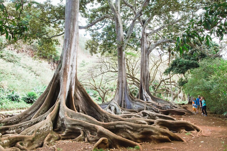 national_tropical_botanical_garden_guided_allerton_tour_Feature_slide_3.3