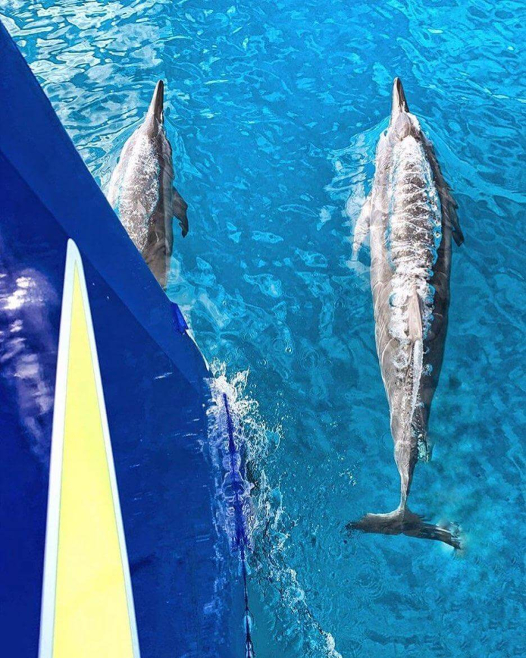 makani-catamaran-waikiki-fun-in-the-sun-sailing-cruise-dolphin
