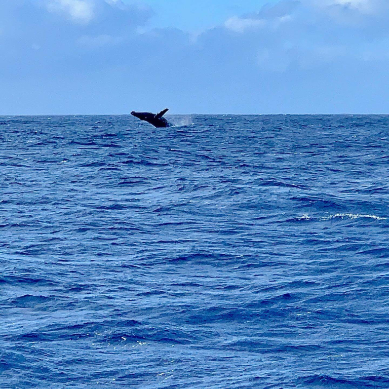 makani-catamaran-waikiki-fun-in-the-sun-sailing-cruise-humpbackwhale
