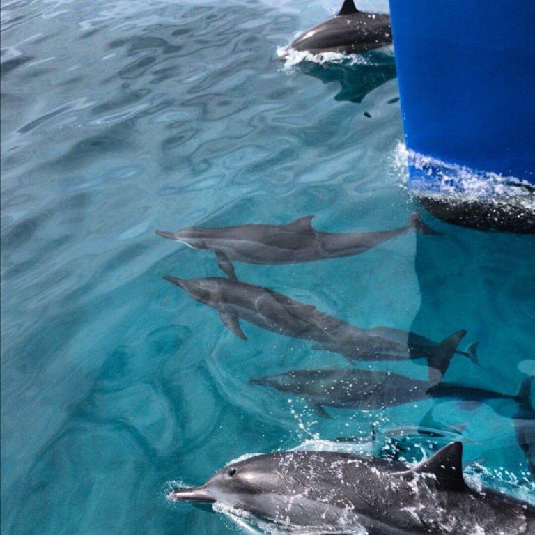 makani-catamaran-waikiki-fun-in-the-sun-sailing-cruise-see-dolphins