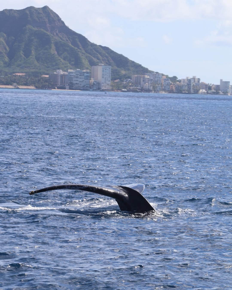 makani-catamaran-waikiki-fun-in-the-sun-sailing-cruise-whale-season
