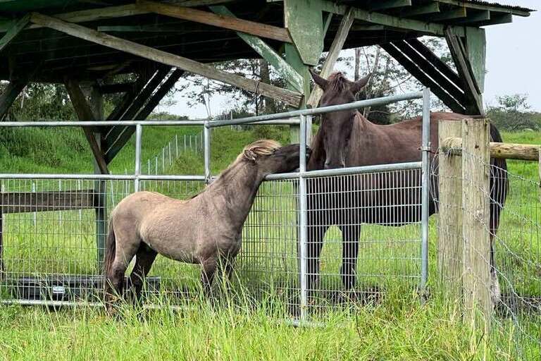 ola_nani_ranch_Ranch_Tour_and_Animal_Encounters_Feature_slide_2.1